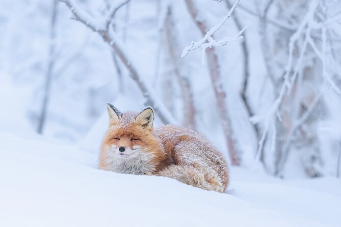 Explore the Norwegian Fjords and the Wildlife from Abisko. - From Abisko to the Norwegian border in 30 minutes