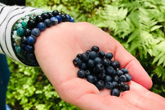 Forestbathing Slow Walking and Healing Spring Water, Stockholm - Why this forest outing feels different from a city tour