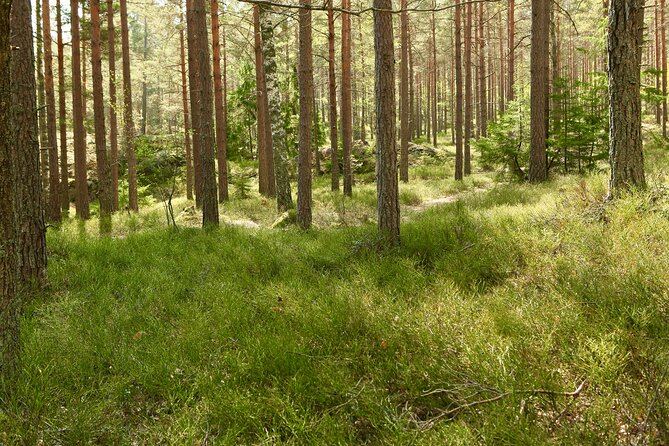 Forestbathing Slow Walking and Healing Spring Water, Stockholm - Meditation and grounding in the forest