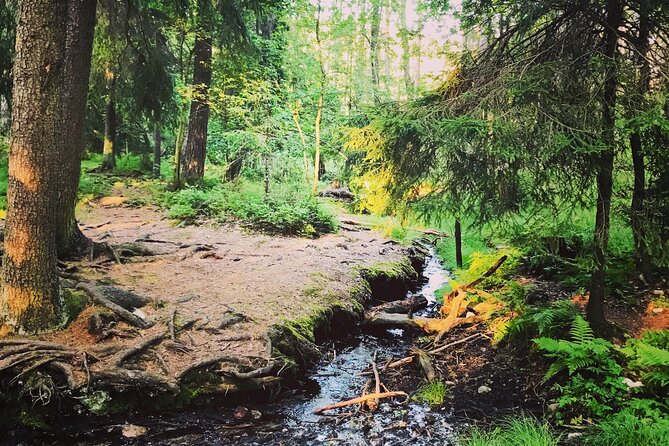 Forestbathing Slow Walking and Healing Spring Water, Stockholm - Is $213.27 per person a fair price?