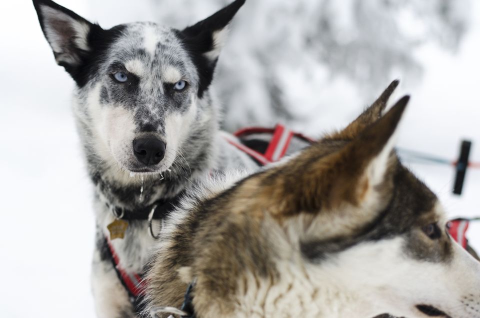 From Abisko: Dog Sledding Excursion to Kiruna with Fika - Why this Kiruna dog-sledding trip works well from Abisko