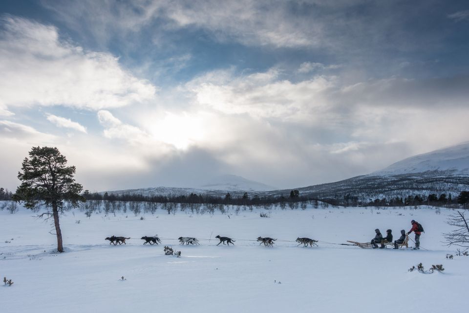 From Abisko: Dog Sledding Excursion to Kiruna with Fika - Meeting the dogs near Kiruna