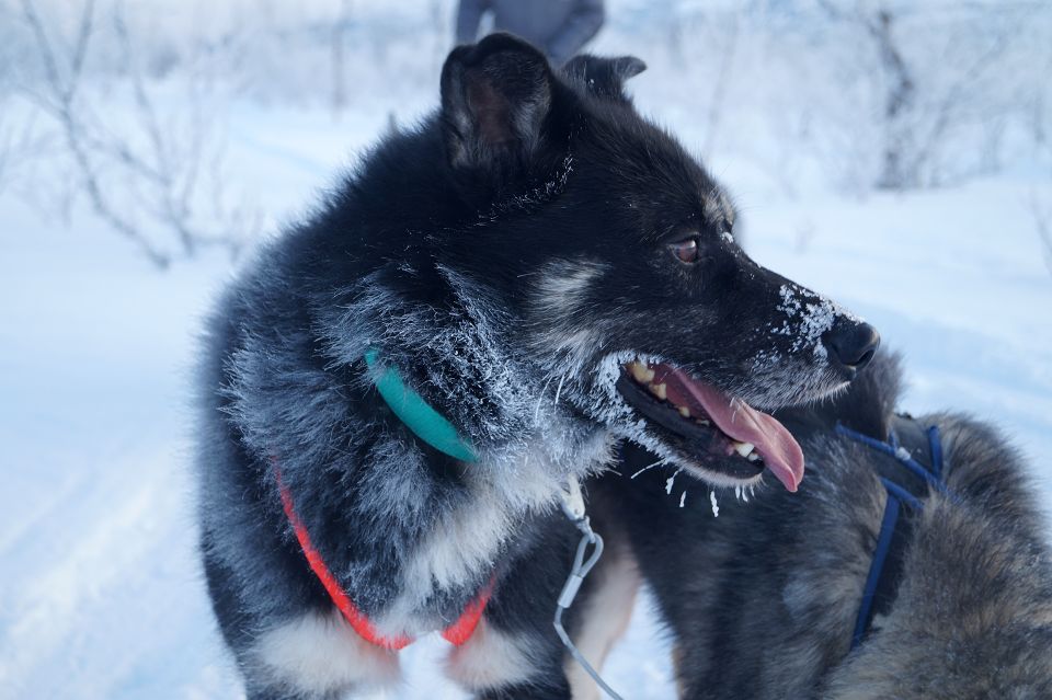 From Abisko: Dog Sledding Excursion to Kiruna with Fika - A fire, hot drink, and Swedish fika