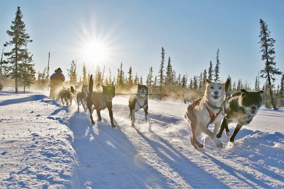 From Abisko: Dog Sledding Excursion to Kiruna with Fika - What the reviews tell you about the experience