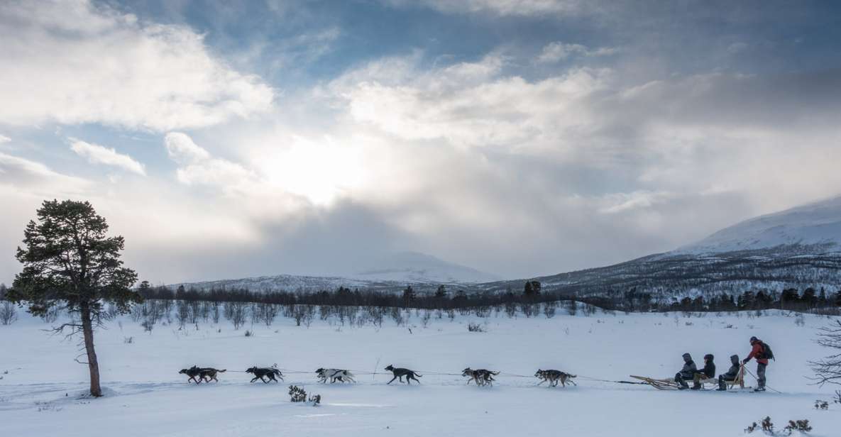 From Abisko: Dog Sledding Excursion to Kiruna with Fika - Final call: a warm, friendly dog-sledding day