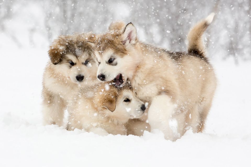 From Abisko: Dog Sledding Excursion to Kiruna with Fika - Pickup in Abisko and the long road to Kiruna