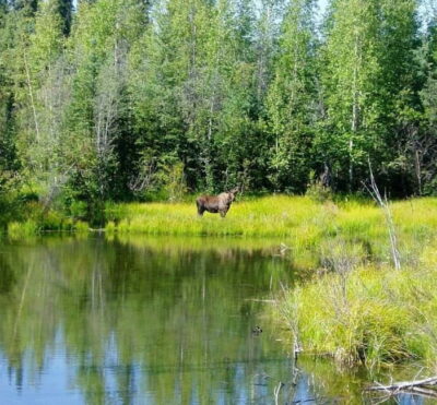 Moose & Wildlife Safari with Campfire Dinner