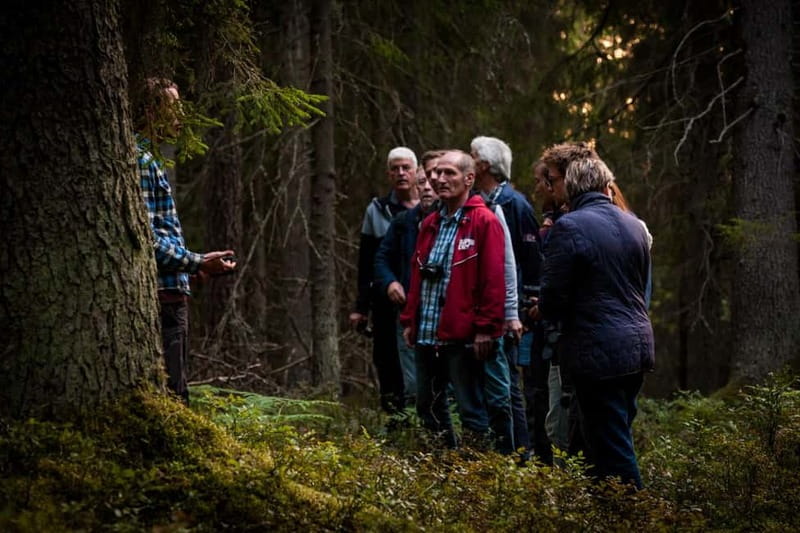 From Stockholm: Moose & Wildlife Safari with Campfire Dinner - Searching several wildlife hotspots