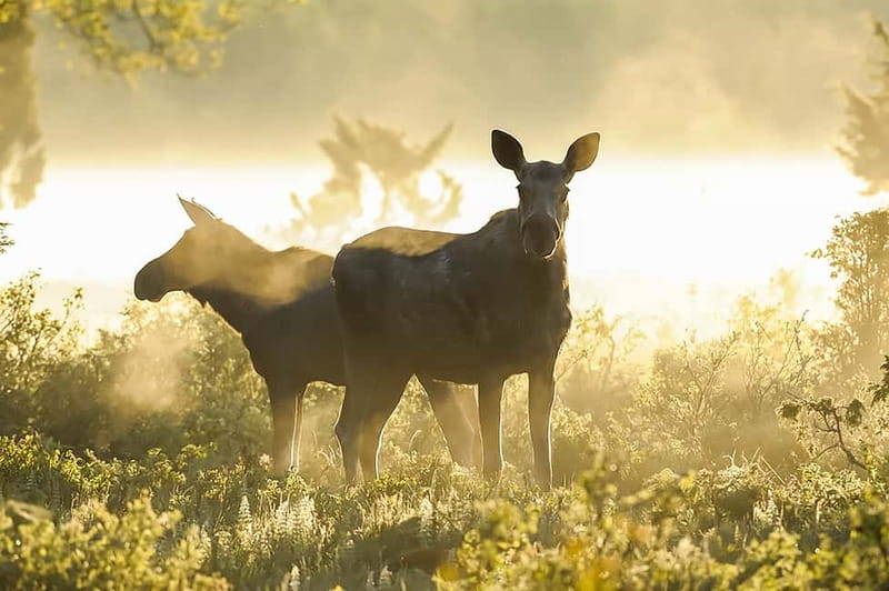 From Stockholm: Moose & Wildlife Safari with Campfire Dinner - Why the guide matters so much