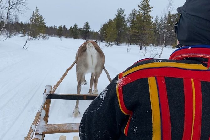 Full-Day Reindeer Tour with Pickup in Kiruna - Meeting the Sámi herders and the reindeer herd
