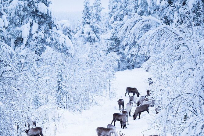 Full-Day Reindeer Tour with Pickup in Kiruna - The reindeer sled ride through the snow