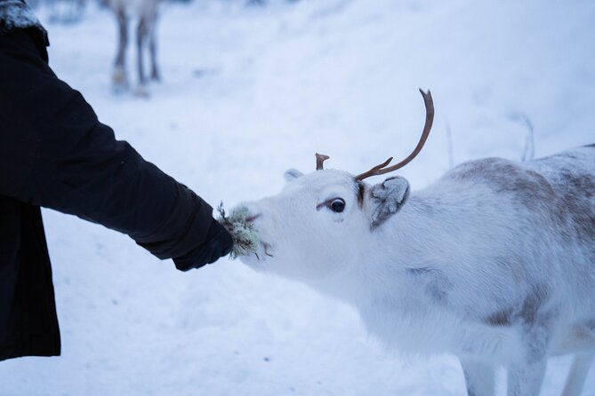 Full-Day Reindeer Tour with Pickup in Kiruna - How the timing affects your Kiruna plans