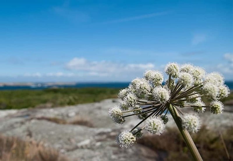 Gothenburg: Guided Boat Tour to Vinga Island - Five useful things to know before sailing