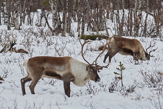 Half day Wildlife and Nature Photography - Searching for moose, reindeer, and birds