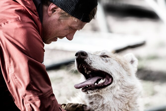 Husky cuddle at Fjälläventyr Dog Park - admission ticket - Key points to know before you go