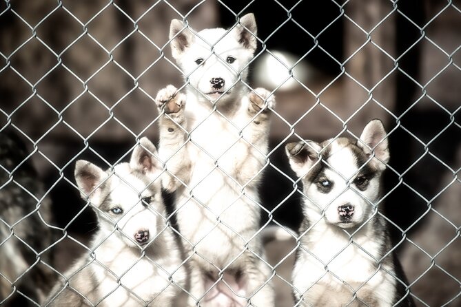 Husky cuddle at Fjälläventyr Dog Park - admission ticket - Meeting the pack at Fjälläventyr Dog Park