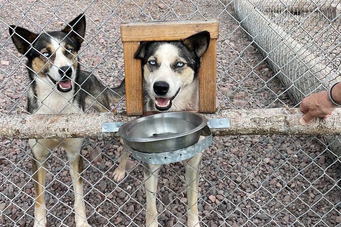 Husky cuddle at Fjälläventyr Dog Park - admission ticket - A two-hour visit with plenty to take in