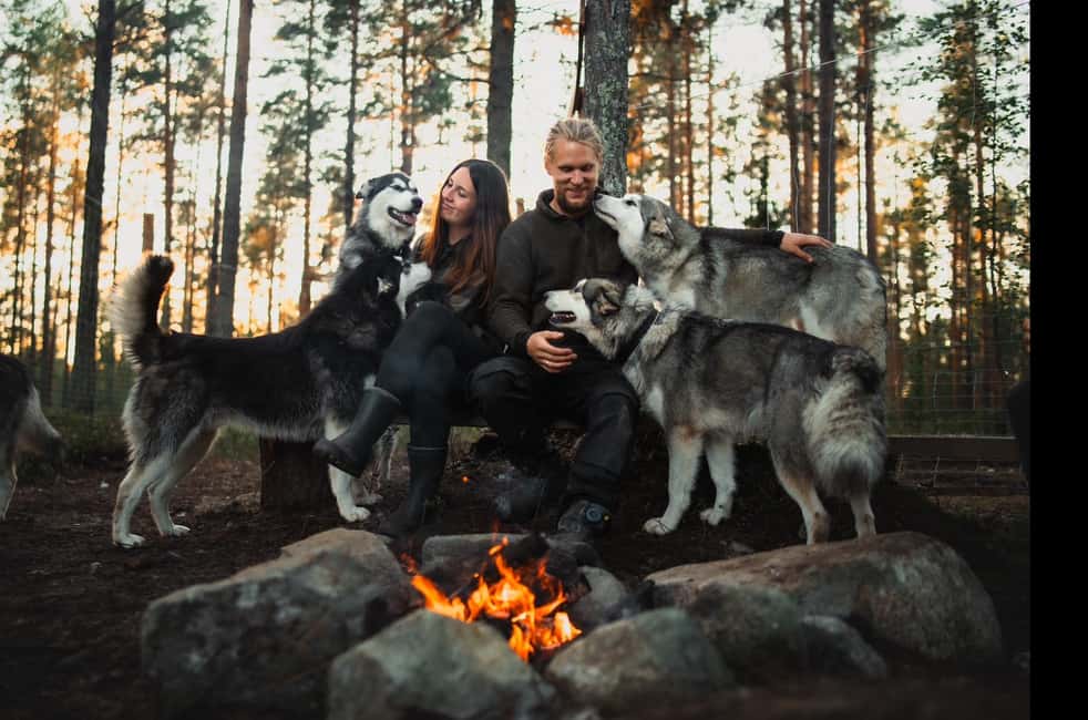 Husky hike followed by a campfire near Skellefteå - Key points to know before you book
