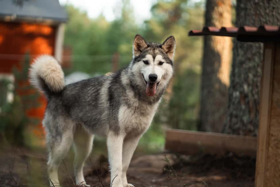 Husky hike followed by a campfire near Skellefteå - Meeting the malamutes before the hike