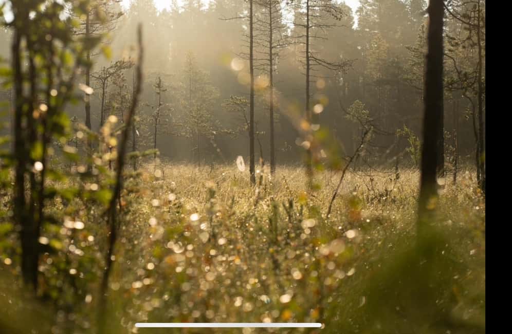 Husky hike followed by a campfire near Skellefteå - The important timing question