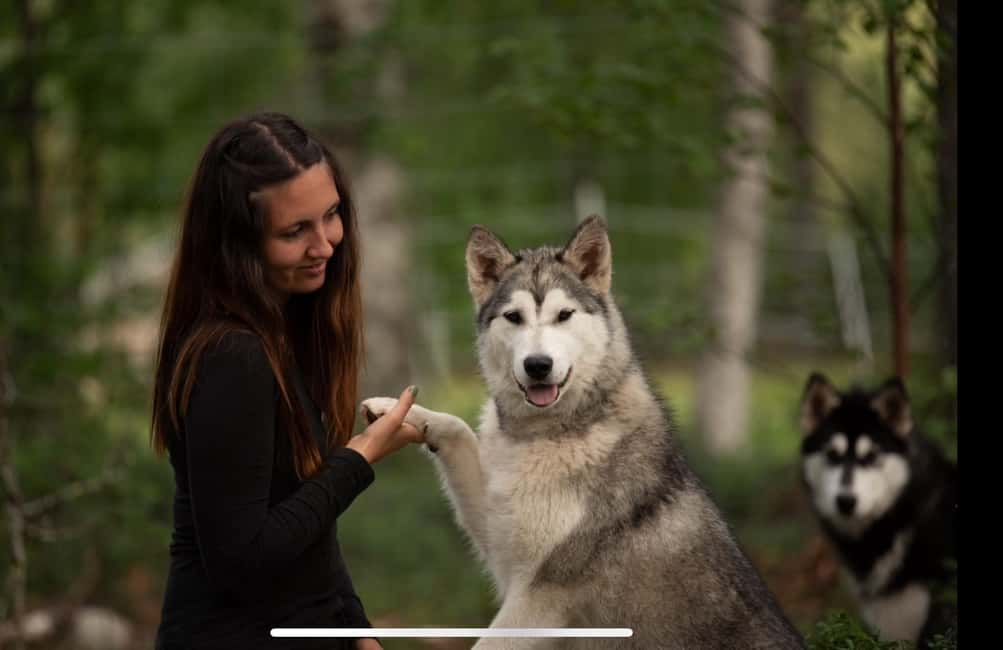 Husky hike followed by a campfire near Skellefteå - Who will enjoy this Arctic outing most