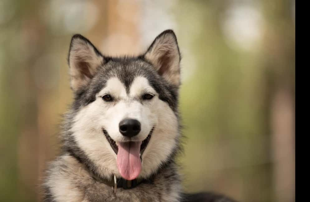 Husky hike followed by a campfire near Skellefteå - Harnessing up and heading into the forest