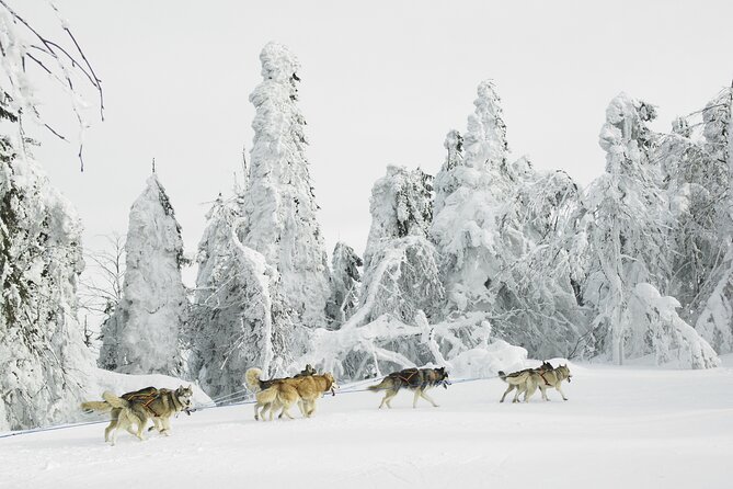 Husky Sledding Tour - Five things to know before you book