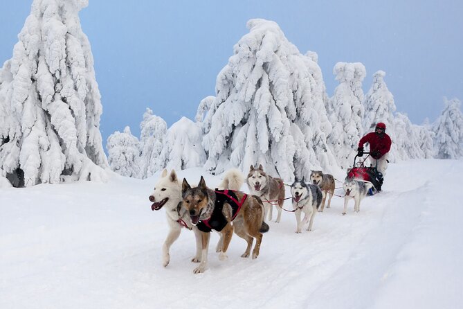 Husky Sledding Tour - A kennel visit that gives the dogs center stage