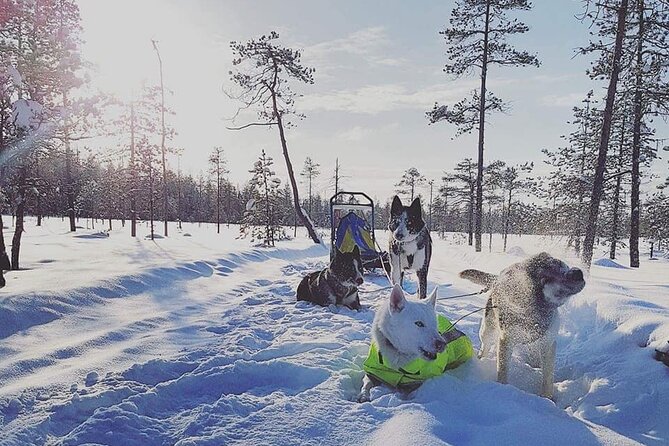 Husky Sledding Tour - Who will enjoy this outing most?