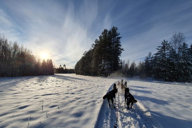Husky Sledding Tour - Sledding with your own team