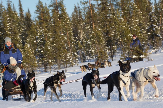 Husky Tour Sit and Drive Combo Tour from Kiruna - Key points to know before booking