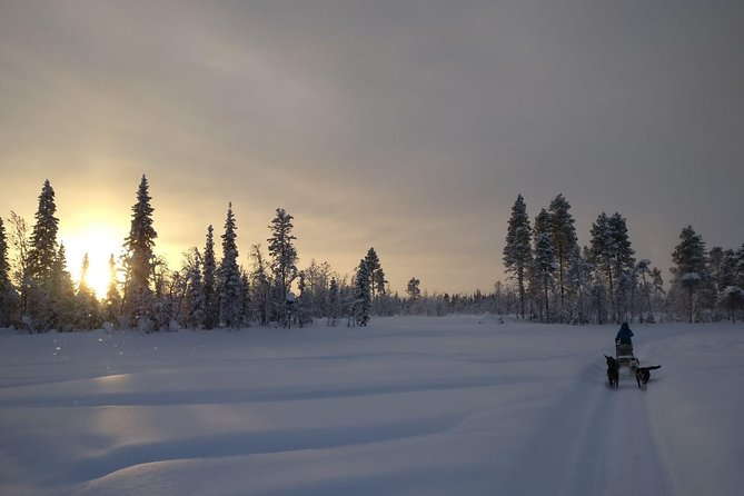 Husky Tour Sit and Drive Combo Tour from Kiruna - Meeting the huskies at Husky Tours Lapland