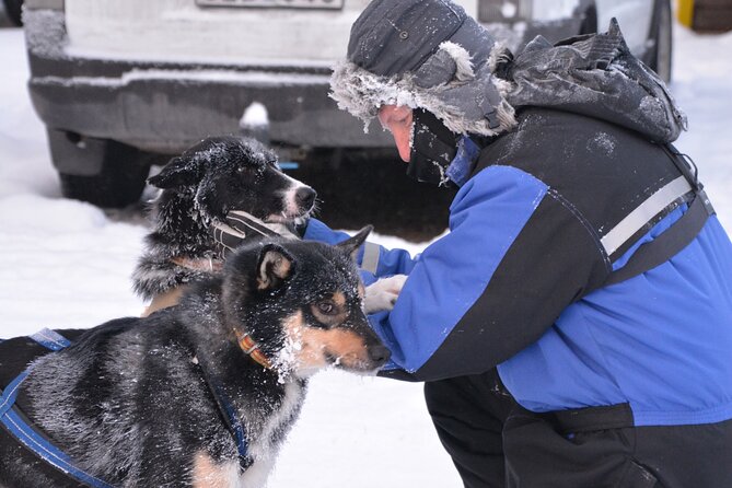 Husky Tour Sit and Drive Combo Tour from Kiruna - Feeding, unharnessing, and caring for the dogs