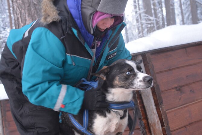 Husky Tour Sit and Drive Combo Tour from Kiruna - The 18-kilometer forest run