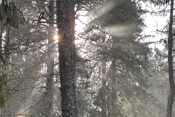 Icebathing and Sauna, Forest Hike and Fireplace Lunch - Private - Learning the Swedish sauna routine