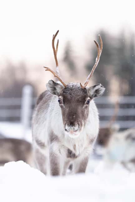 Kalix: Reindeer Safari in lapland - Key points at a glance