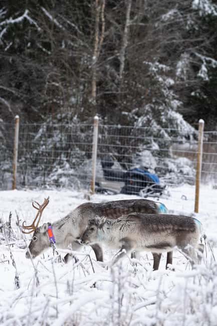 Kalix: Reindeer Safari in lapland - Meeting the reindeer in Swedish Lapland
