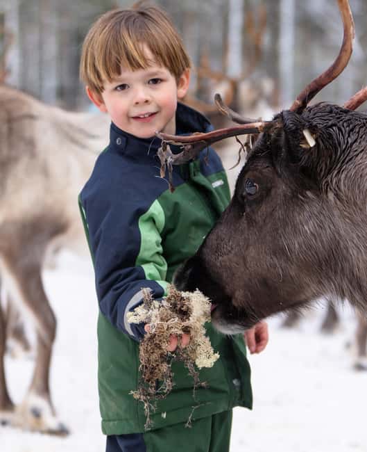 Kalix: Reindeer Safari in lapland - What the Sámi culture portion adds