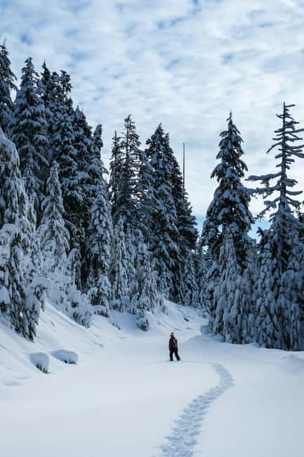 Kiruna: Daytime Snowshoe Hike - Walking through birch and conifer woods
