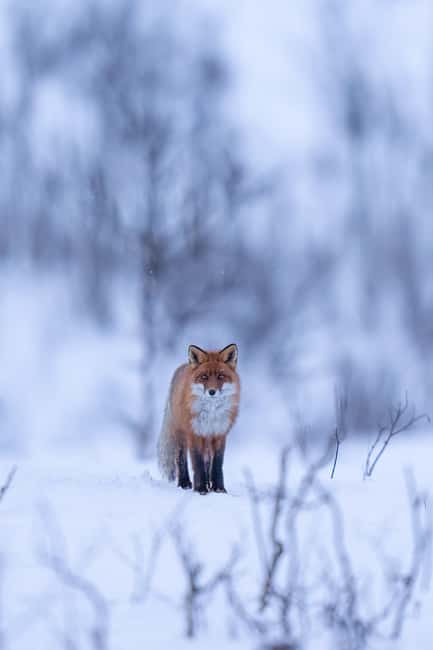 Kiruna: Daytime Snowshoe Hike - Wildlife signs, reindeer, and Arctic foxes