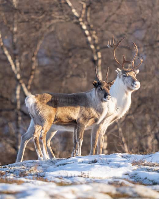 Kiruna: Daytime Snowshoe Hike - Guides who shape the experience