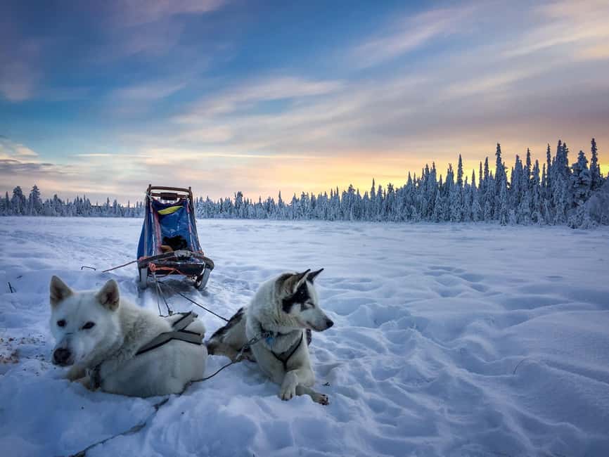 Kiruna: Dogsledding Husky tour with Lunch - Key points at a glance