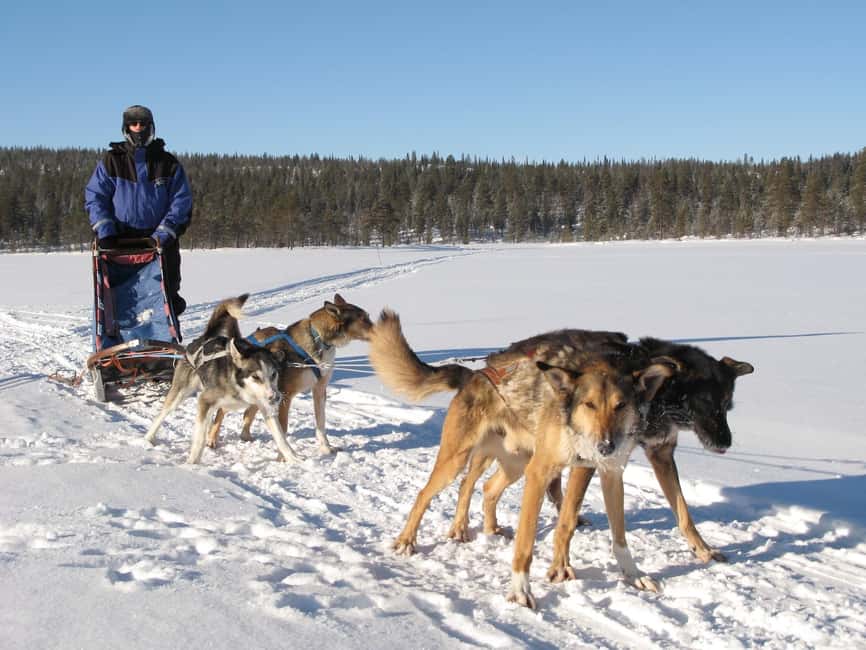 Kiruna: Dogsledding Husky tour with Lunch - Starting at the kennel and meeting the dogs