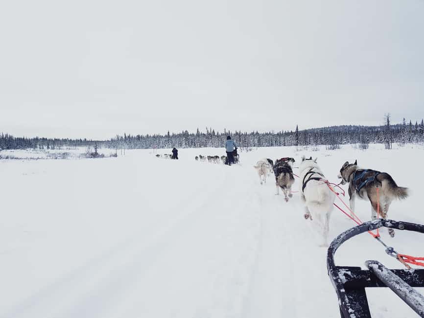 Kiruna: Dogsledding Husky tour with Lunch - Learning to control a sled in the snow
