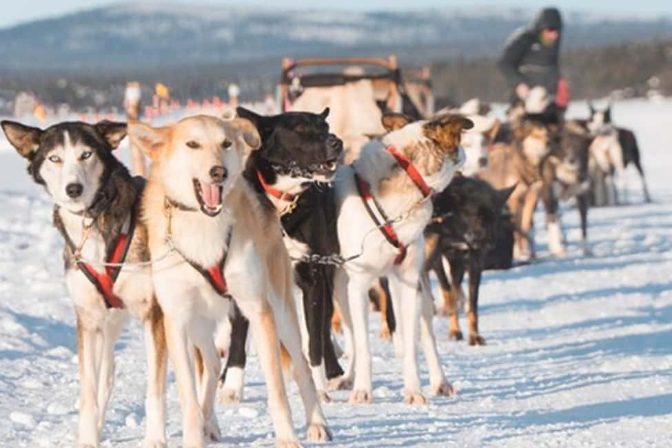 Kiruna: Drive Your Own Team Lunch Tour - Preparing for the huskies and the trail