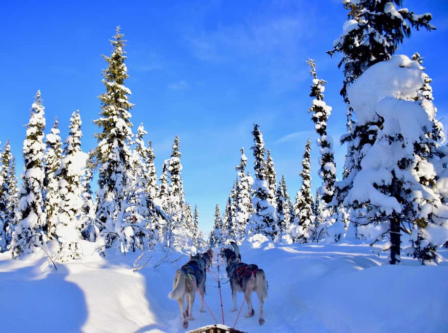 Kiruna: Family-friendly Short Husky Tour with Coffee - Key things to know before booking