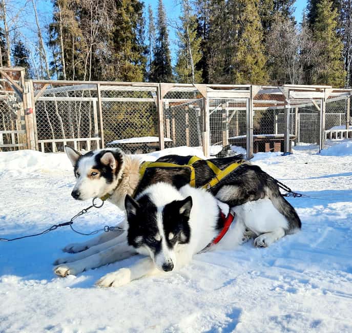 Kiruna: Family-friendly Short Husky Tour with Coffee - Riding behind a lively husky team