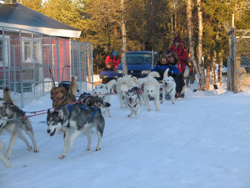 Kiruna: Family-friendly Short Husky Tour with Coffee - Who should choose this Kiruna husky tour?