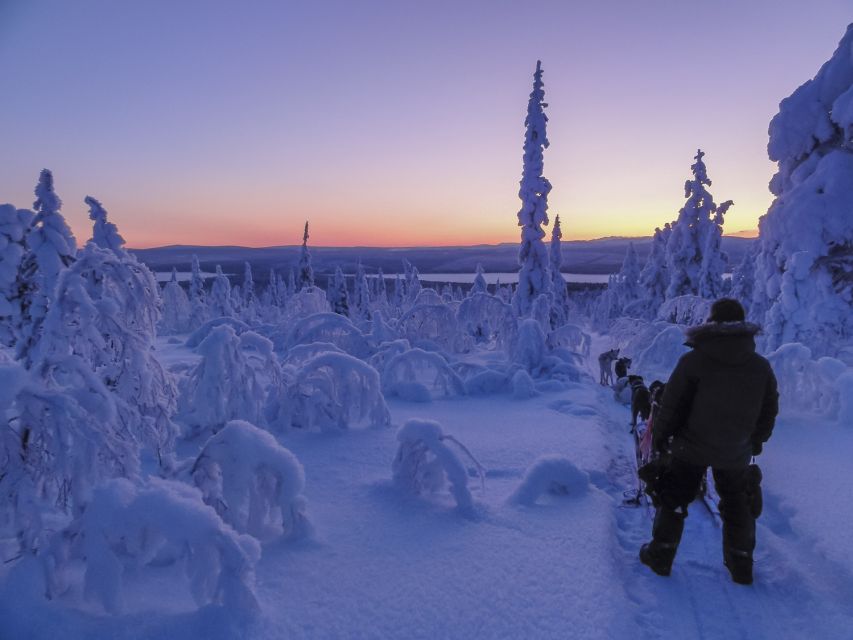 Kiruna: Guided Afternoon Drive Your Own Dog Sled Tour - Key points to know before booking