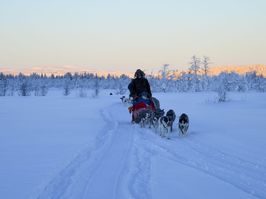Kiruna: Guided Afternoon Drive Your Own Dog Sled Tour - Meeting the huskies near Kalixforsbron